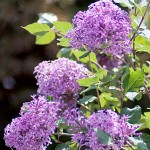 Bloomerang Dark Purple Lilac Plants