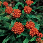 Butterfly Weed Asclepias Plants