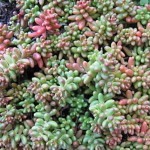 Coral Carpet Sedum Plants
