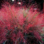 Eragrostis Purple Love Grass