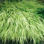Hakonechloa Aureola Grass