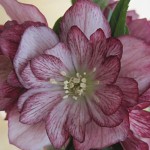 Helleborus Stained Glass Plants