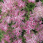 Heronswood Pink Stars Sedum Plants