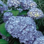 Hydrangea Nikko Blue Plants