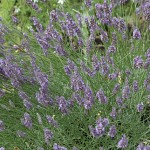 Lavender, Munstead