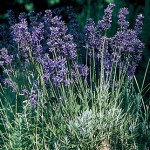 Provence Blue Lavender Seeds & Plants
