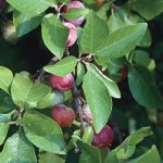 Prunus Maritima Plants
