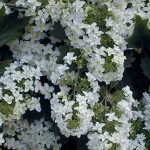 Quercifolia Snow Flake Hydrangea Plants