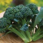 Sun King Hybrid Broccoli