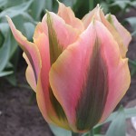 Artist Tulip Bulbs
