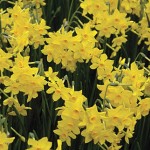 Baby Boomer Daffodil Bulbs