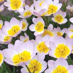 Bakeri Lilac Wonder Tulip Bulbs