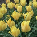 Batalinii Bright Gem Tulip Bulbs