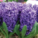 Blue Pearl Hyacinth Bulbs
