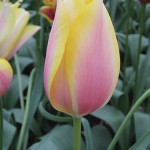 Blushing Lady Tulip Bulbs