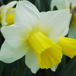 Bravoure Daffodil Bulbs