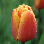 Brown Sugar Tulip Bulbs