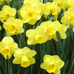 Camelot Daffodil Bulbs