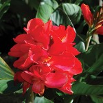 Canna, South Pacific Scarlet