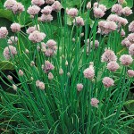 Common Organic Chives Seeds