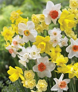 Daffodils 100 Days | Garden Seeds and Plants