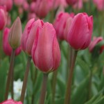 Don Quichotte Tulip Bulbs