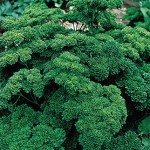 Double Curled Organic Parsley Seeds