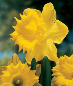 Dutch Master Daffodil Bulbs | Garden Seeds And Plants