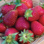 Elan F1 Strawberry Plants