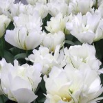Exotic Emperor Tulip Bulbs