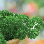 Extra Curled Dwarf Parsley Seeds