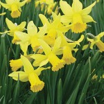 February Gold Daffodil Bulbs