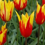 Fire Wings Tulip Bulbs