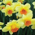 Fortissimo Daffodil Bulbs