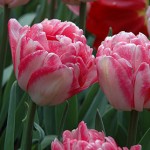 Foxtrot Tulip Bulbs