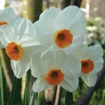 Geranium Daffodil Bulbs