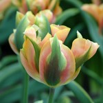 Green River Tulip Bulbs