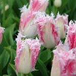 Huis Ten Bosch Tulip Bulbs
