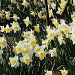 Ice Follies Daffodil Bulbs