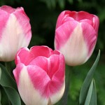 Innuendo Tulip Bulbs