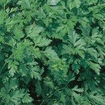 Italian Dark Green Organic Parsley Seeds