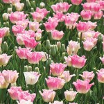 Izumi Tulip Bulbs