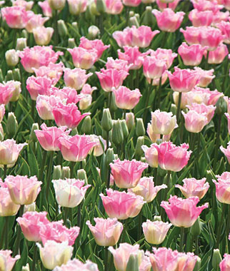 Izumi Tulip Bulbs | Garden Seeds and Plants