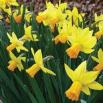 Jetfire Daffodil Bulbs
