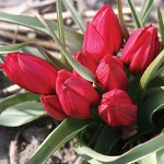 Lilliput Tulip Bulbs