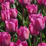 Magic Lavender Tulip Bulbs