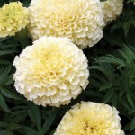 Marigold, French Vanilla Hybrid