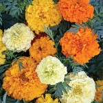 Marigold, Sugar And Spice Mix