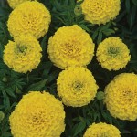 Marigold, Taishan Yellow