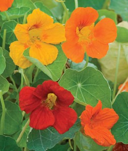 Nasturtium, Double Gleam Mixed Colors | Garden Seeds and Plants